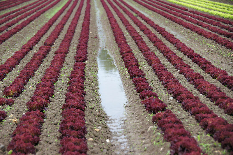 En juin, la grêle et les fortes précipitations ont causé des dommages considérables aux cultures agricoles, en particulier dans le nord-ouest de la Suisse. (Image: lid)