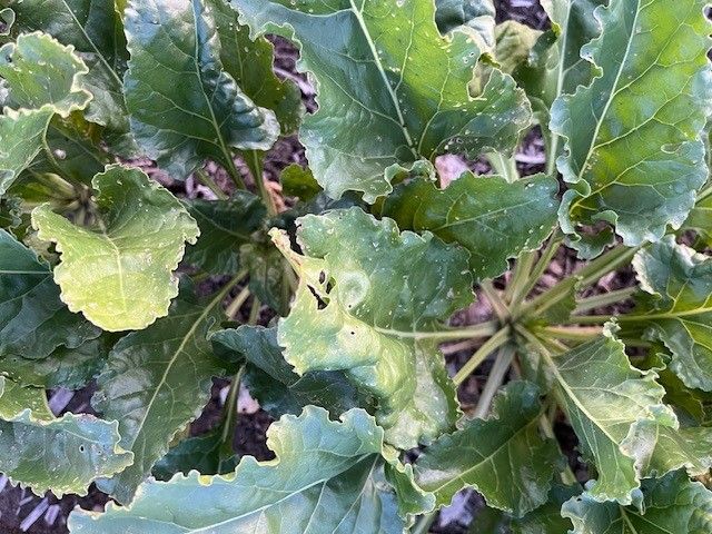 Il est donc recommandé de renoncer aux céréales d’hiver après les betteraves sucrières à l’automne 2025 et de cultiver à la place des cultures de printemps comme le maïs, le soja ou les pois.