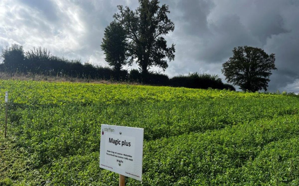 Le mélange luzerne-herbe de Samen Steffen dans le champ de Pierrafortscha. Photo : kim