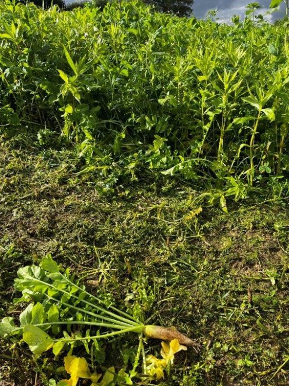 L'engrais vert assure une grande masse foliaire et, grâce à des contenus comme le radis noir, une grande masse racinaire. Photo : kim