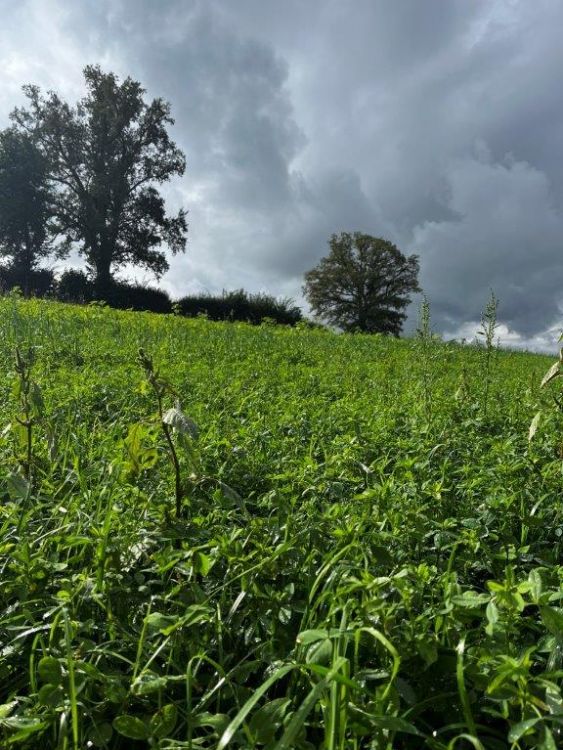 Dans le champ sans coupe de nettoyage, les mauvaises herbes comme l'arroche sont bien visibles. Photo : kim