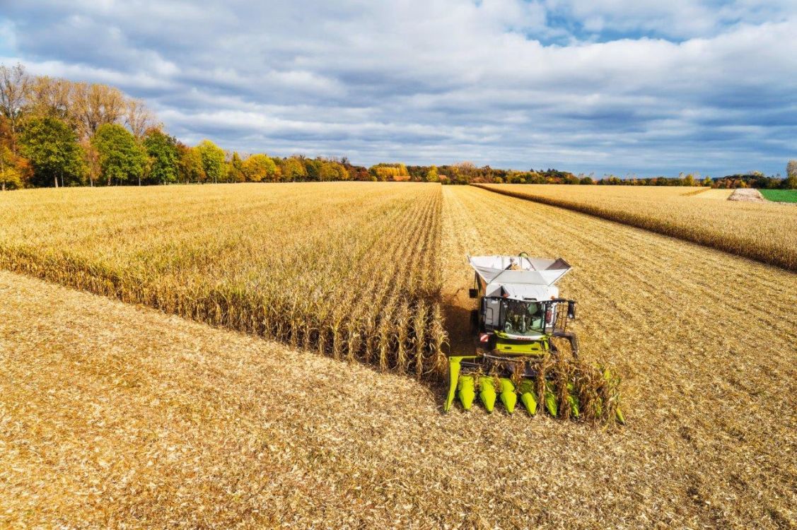 Les ROVIO 4 peuvent être utilisées sur une ensileuse Jaguar pour la récolte d'ensilage de fléole. Photo : zVg