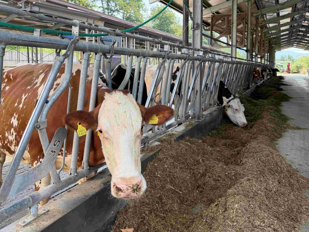 Im neuen Stall fühlen sich die 70 Kühe wohl. Zum Melken geht es in den Roboter von Lely. (Foto: kim)