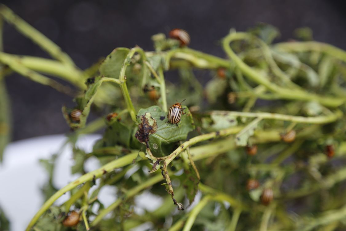 Sans produits phytosanitaires efficaces, les ravageurs comme le doryphore peuvent causer des pertes de rendement massives en très peu de temps. (Photo : lid/jin)