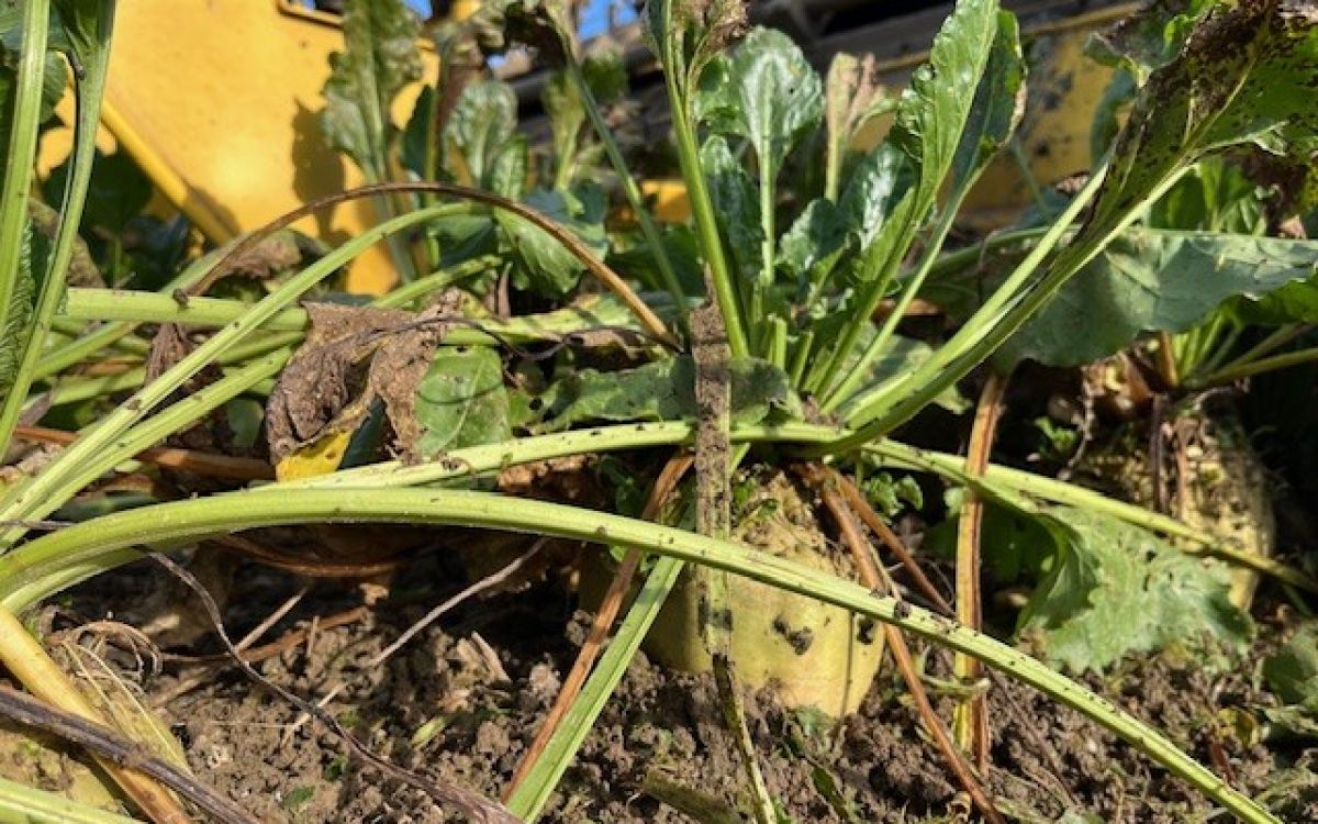 Les premiers essais de récolte dans le Mittelland suisse sont encourageants : rendements élevés et teneurs en sucre stables. Photo kim
