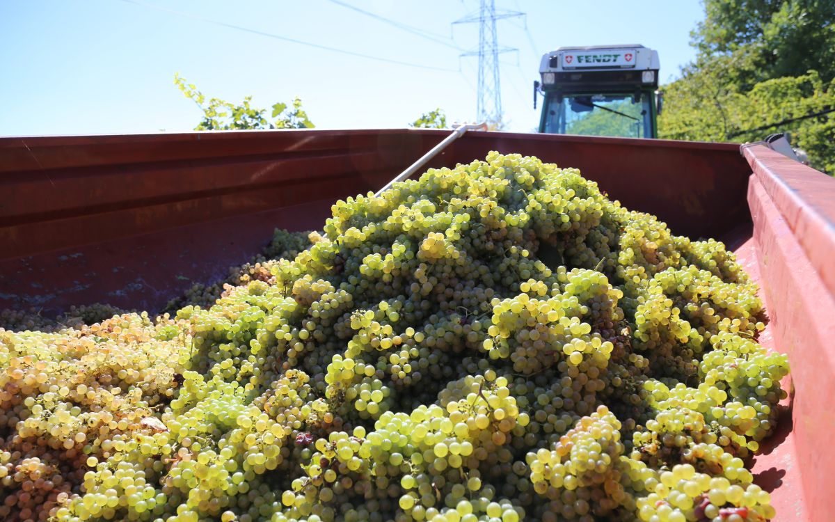 Des raisins dans une vendangeuse