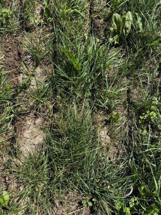 Incision du lisier dans les prairies. Photo : kim