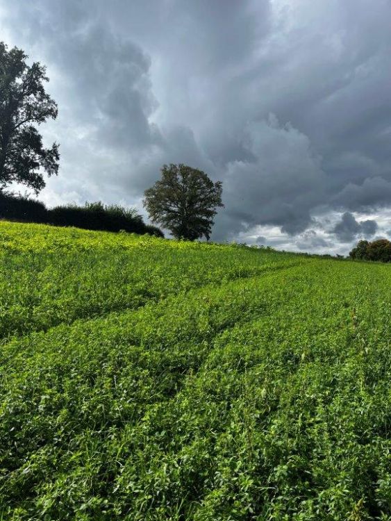 Grâce à la luzerne, la couverture du sol est régulière. Photo : kim