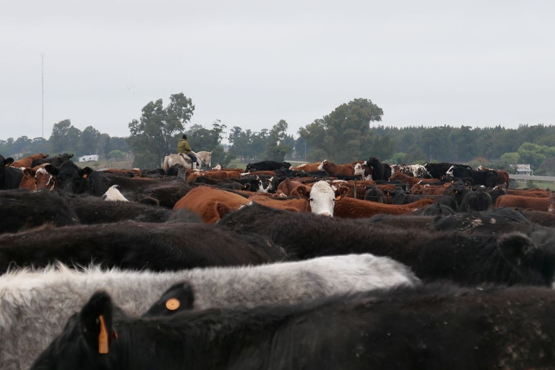 Konkurrenz aus Übersee: Das Mercosur-Abkommen droht den Schweizer Markt mit günstigem Fleisch aus industriellen südamerikanischen Feedlots zu belasten. (Foto: Melina Griffin)