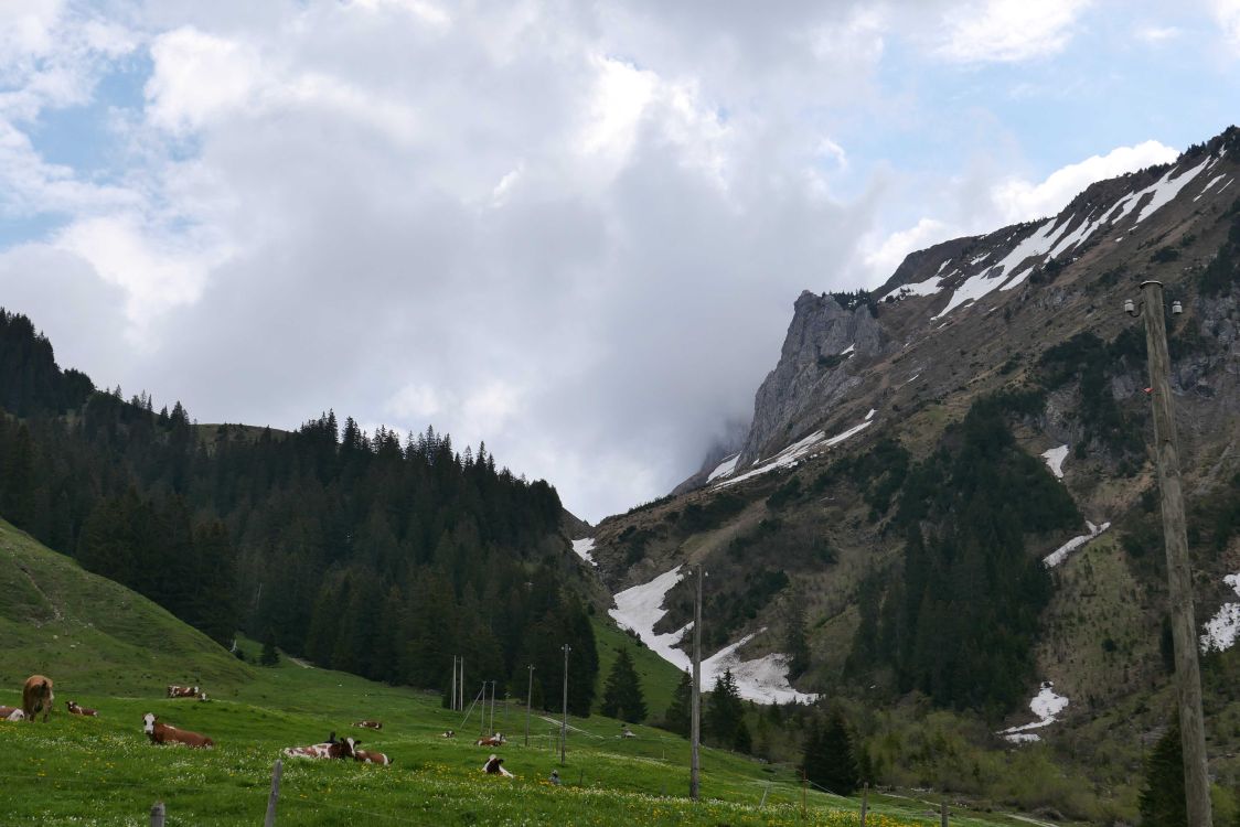 Walalp in Bern, grasende Kühe, Schneefelder im Hintergrund