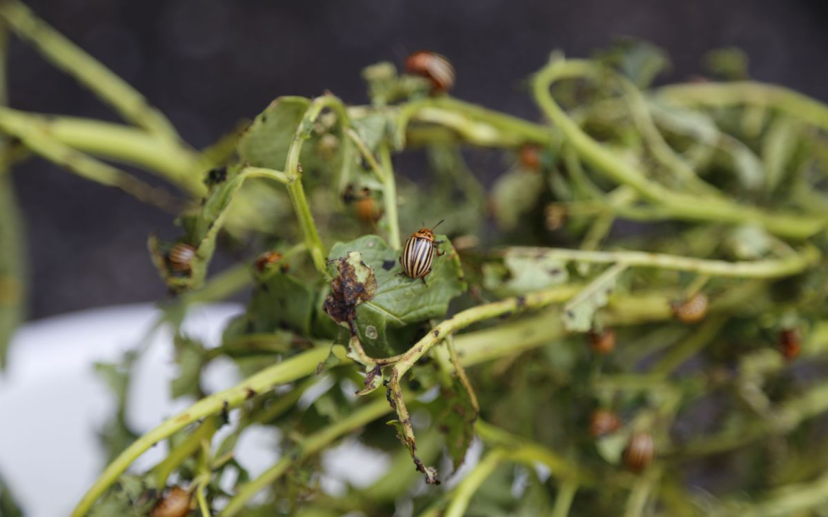 Doryphore attaquant des plantes