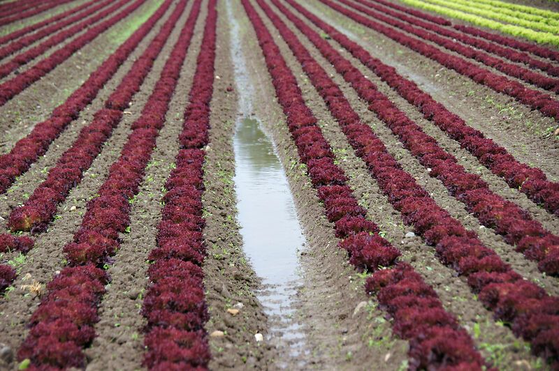 Im Juni bescherten verursachten Hagel und Starkregen erhebliche Schäden an landwirtschaftlichen Kulturen, insbesondere in der Nordwestschweiz. (Bild: lid)
