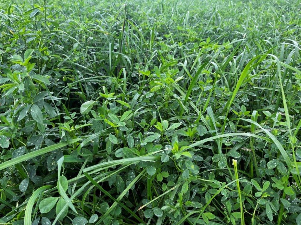 Le champ avec le mélange 2001 Plus sans coupe de nettoyage. Photo : kim