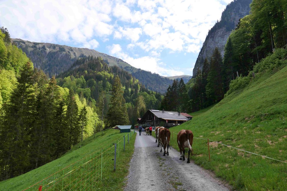 Um die Alpen offen zu halten, leisten die Alpteams Jahr für Jahr einen enormen Kraftakt. (mgr)