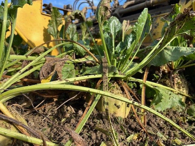 Les premiers essais de récolte dans le Mittelland suisse sont encourageants : rendements élevés et teneurs en sucre stables. Photo kim