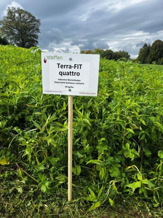 L'engrais vert gélif Terra-Fit quattro montre sa grande masse foliaire. Photo : kim