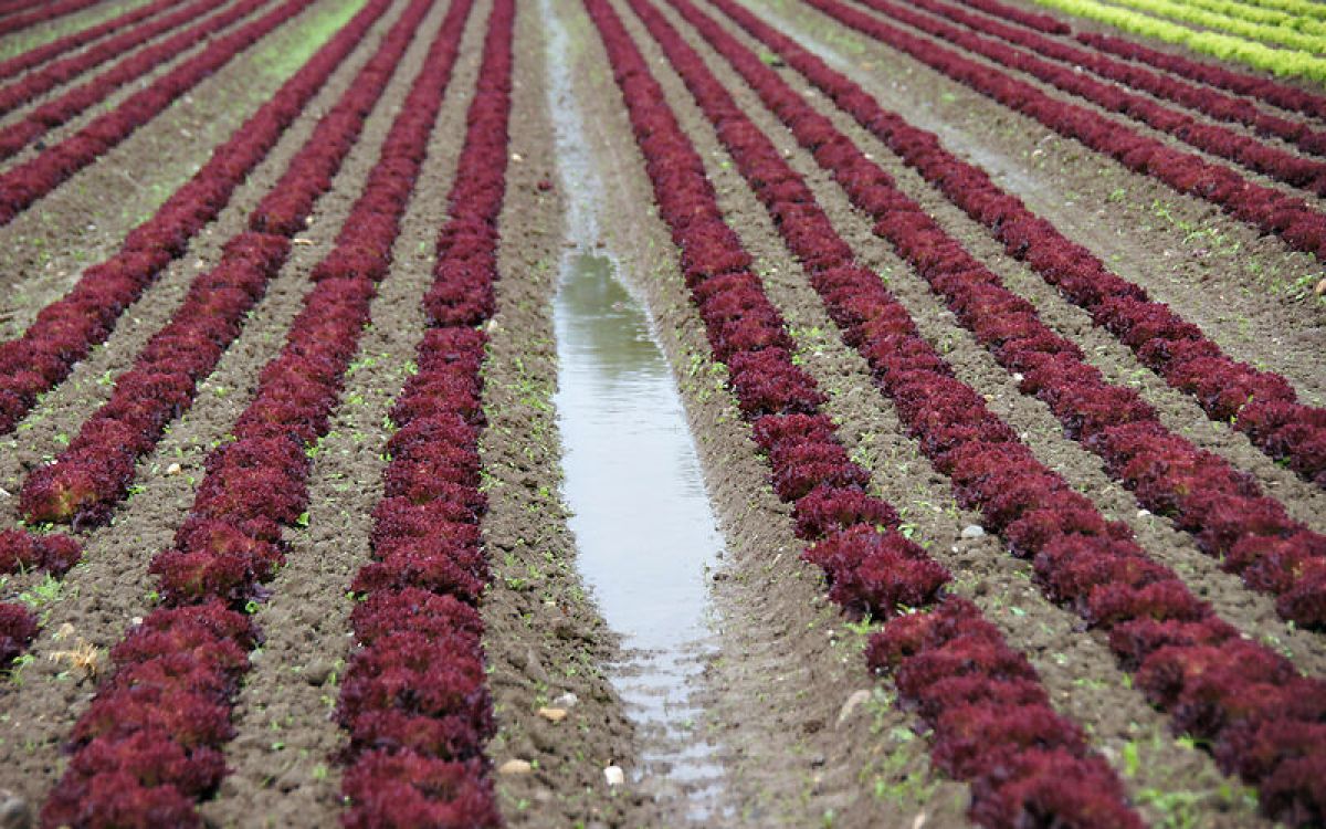 Feld mit rotem Salat und einer grossen Wasserpfütze