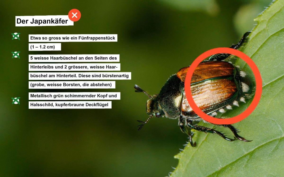 Kampagne gegen Japankäfer Schweiz Mai 2026