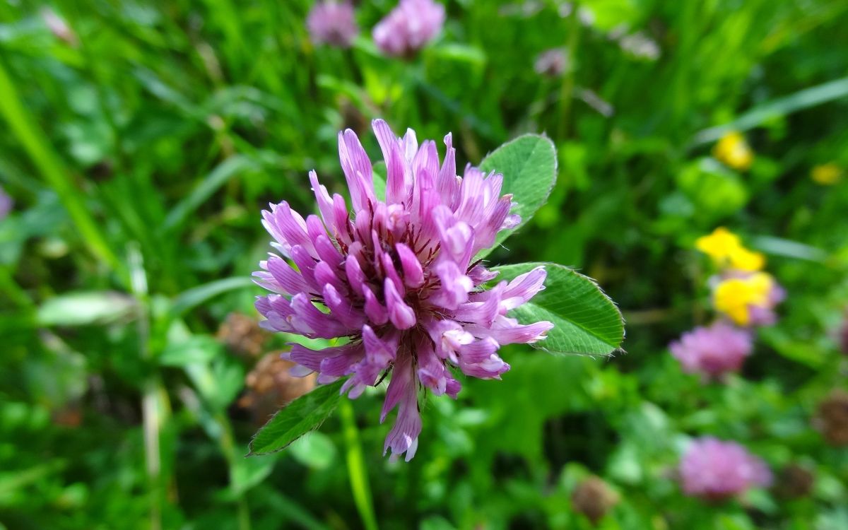 Blühender Rotklee im Feld