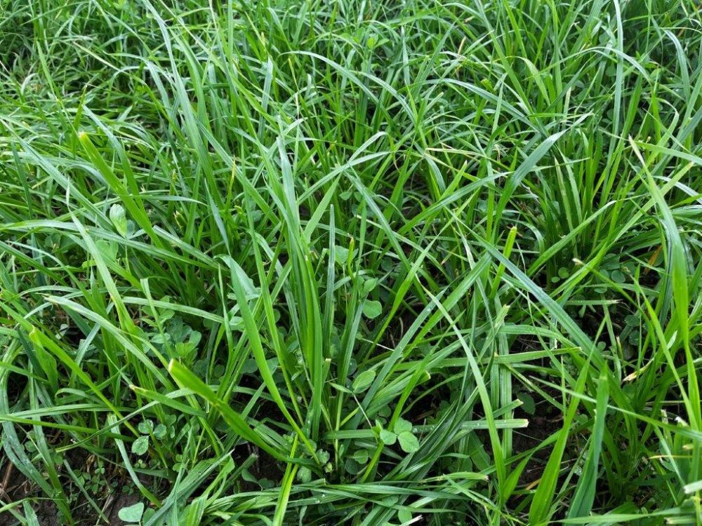 Le champ avec le mélange 2001 Plus avec coupe de nettoyage. Photo : kim