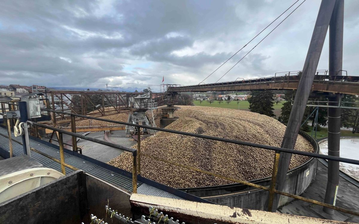 Zuckerrüben lagern auf dem Rübenhof in Aarberg