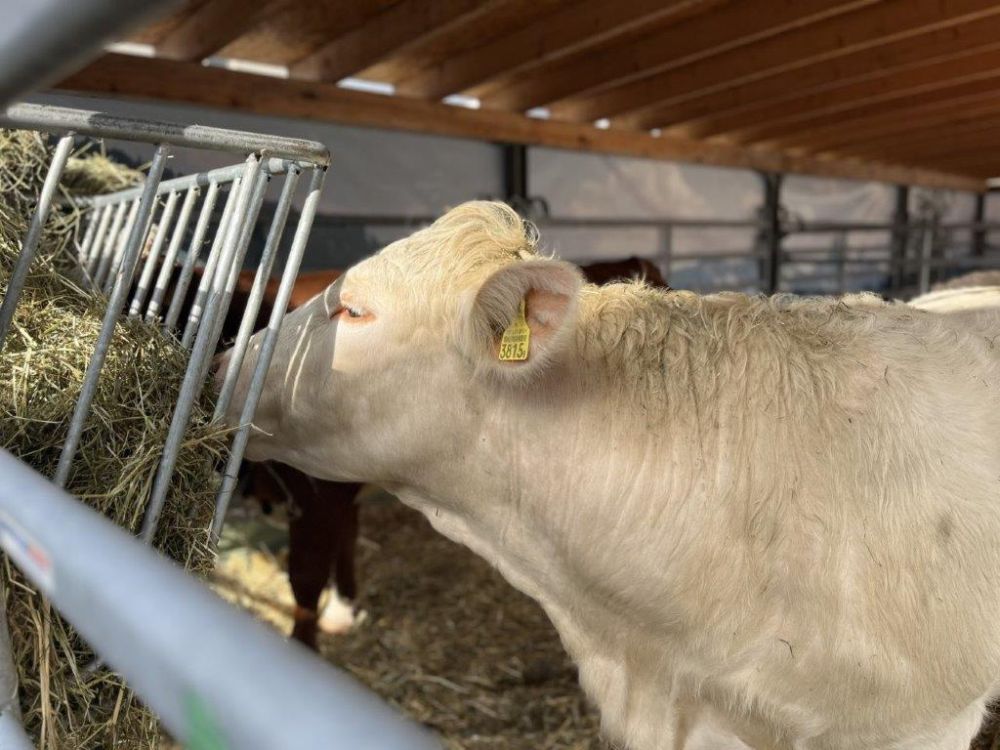 "Lässt sich nicht aus der Ruhe bringen." Auch Tiere fehlen nicht an der AgriMesse.