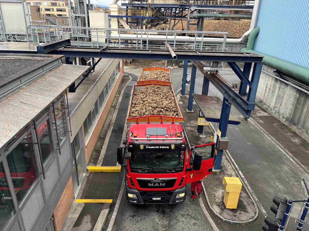 Der Rohstoff trifft ein: Präzise Logistik ist der Startschuss für die Zuckerproduktion. Die Rüben werden entweder per Lastwagen ...