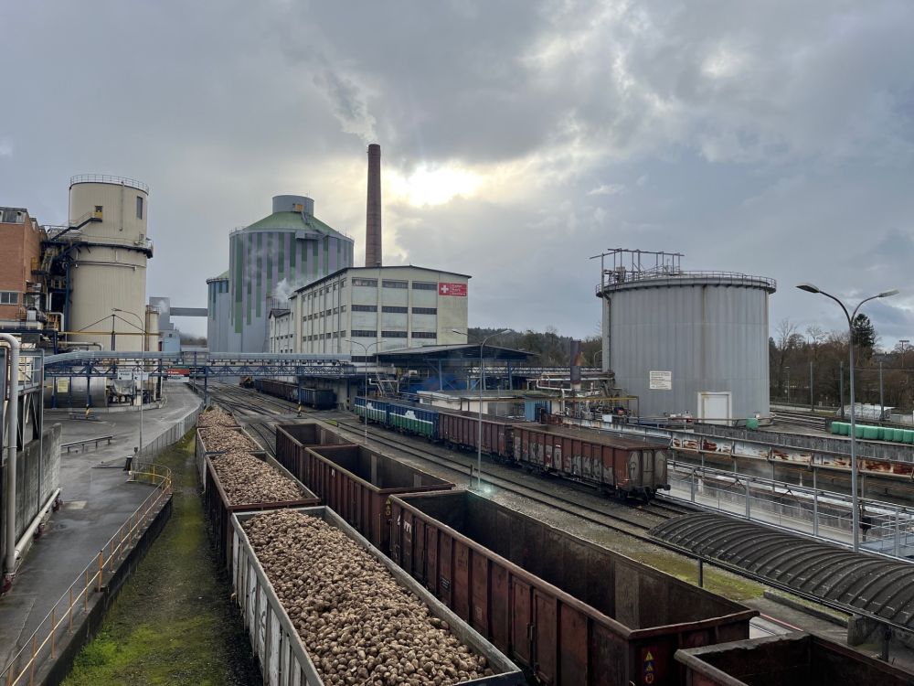 Der durchschnittliche Ertrag der Proberodungsparzellen in der Westschweiz beträgt lediglich 34,2 t/ha und  liegt damit deutlich unter dem Mittel der vergangenen fünf Jahre. (Symbolbild Zuckermühle Aarberg: Kirsten Müller)