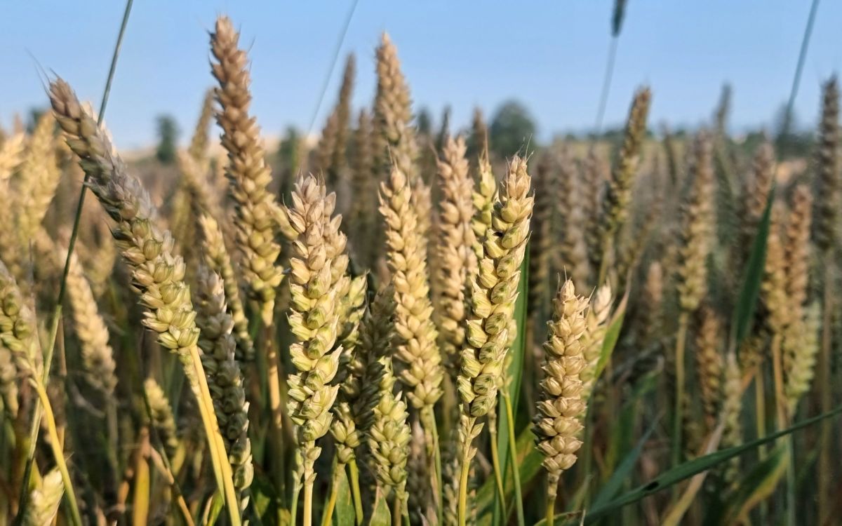 Ein Getreidefeld, das am abreifen ist.