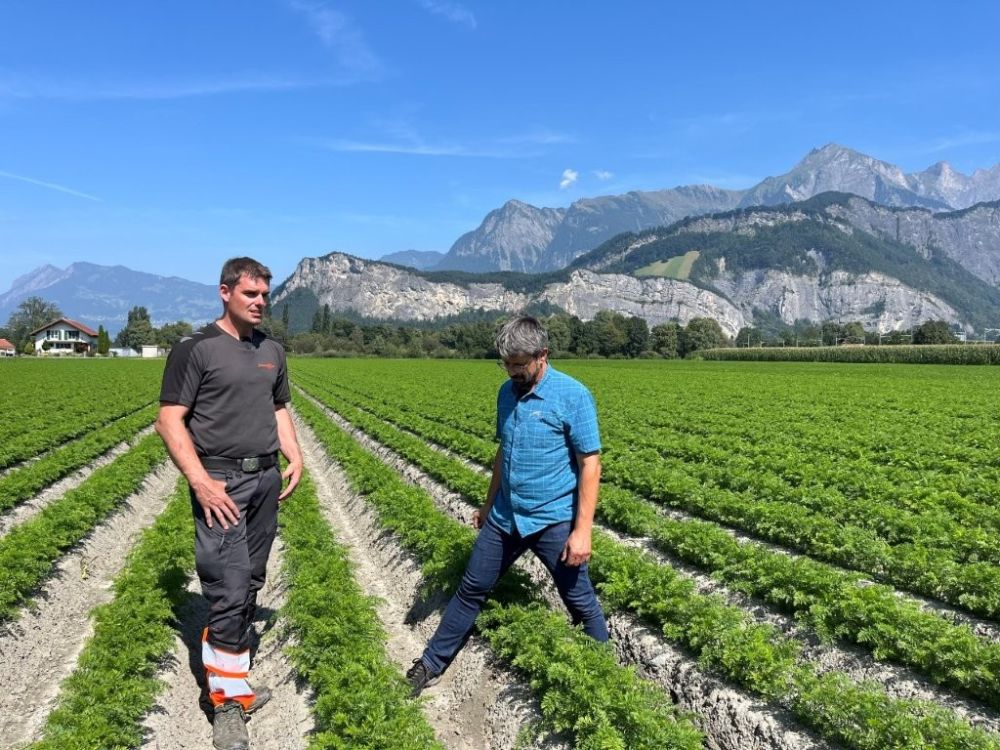 Markus Lebrun-Steger (r.) und Roger Zimmermann im Rüeblifeld. Zentrale Frage: wie halte ich Feuchtigkeit im Boden. Bildquelle: kim