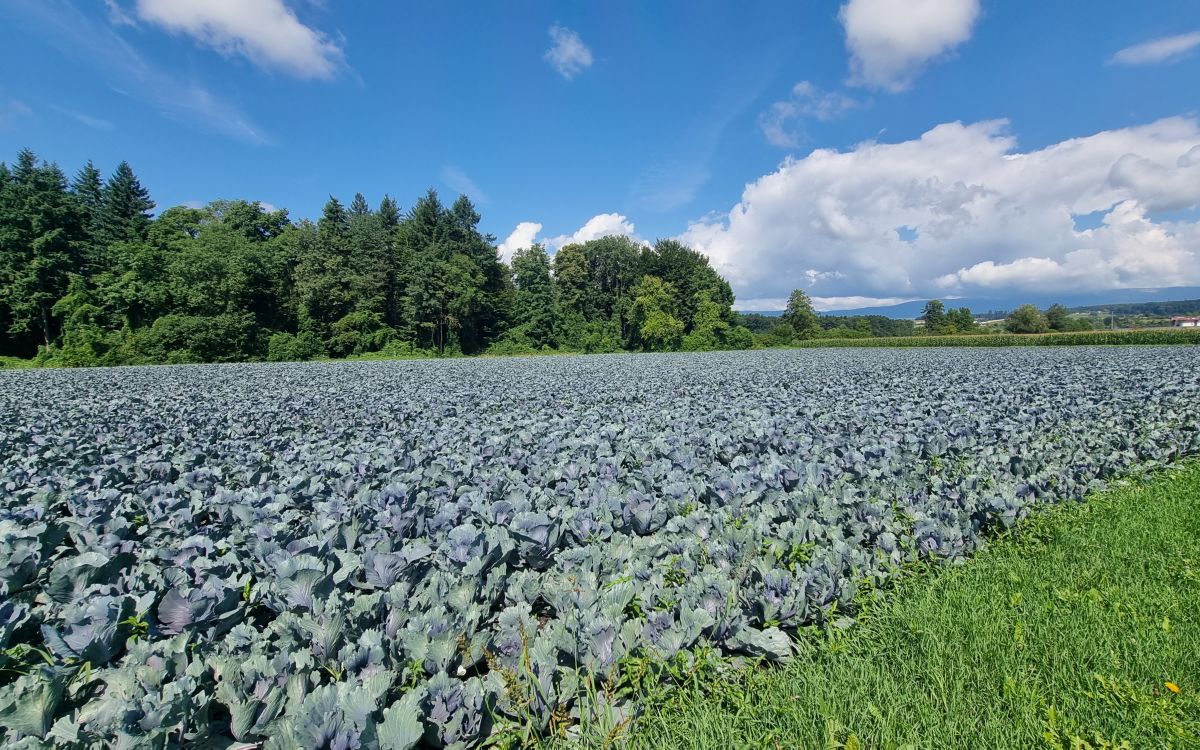 Rotkohl Feld in der Sonne
