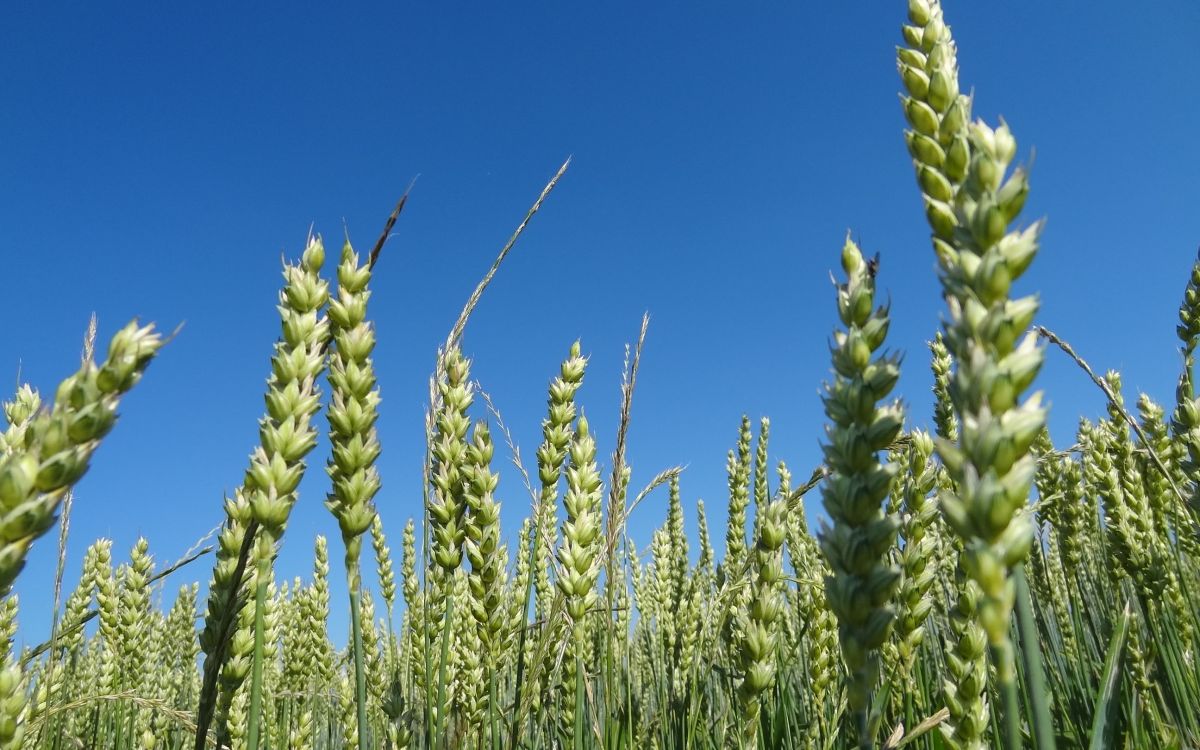 Weizenfeld von unten fotografiert, noch grün