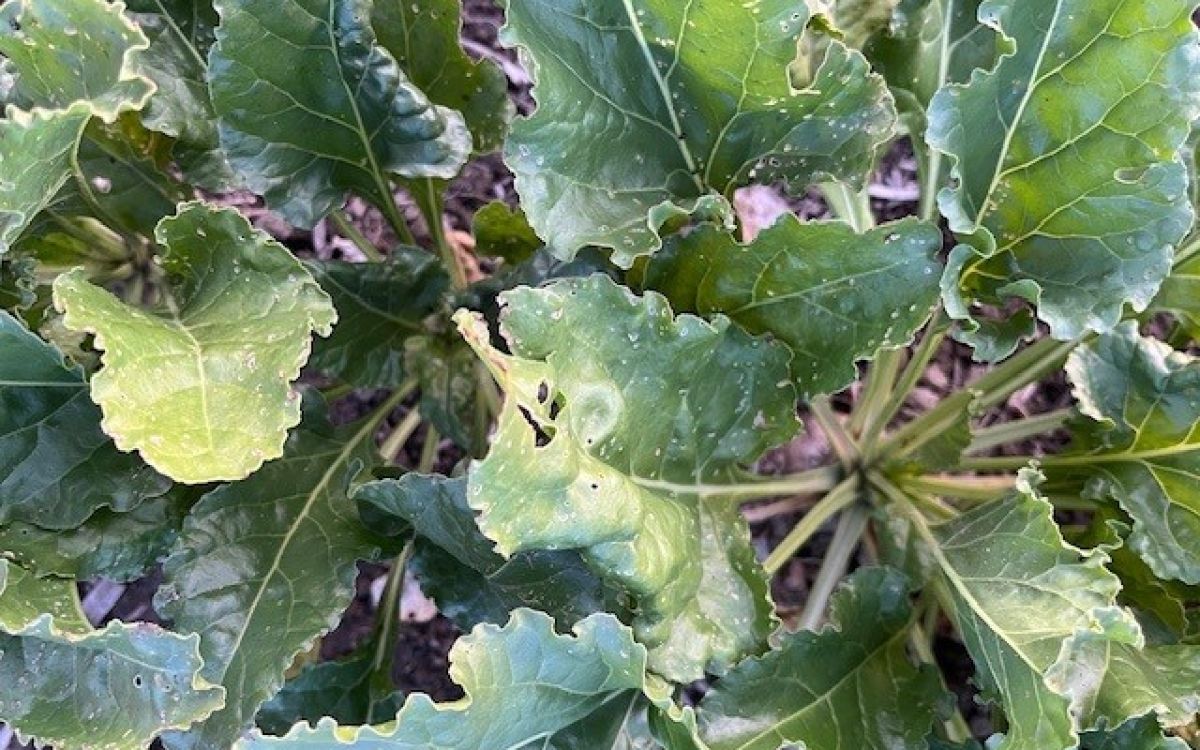 Il est donc recommandé de renoncer aux céréales d’hiver après les betteraves sucrières à l’automne 2025 et de cultiver à la place des cultures de printemps comme le maïs, le soja ou les pois.