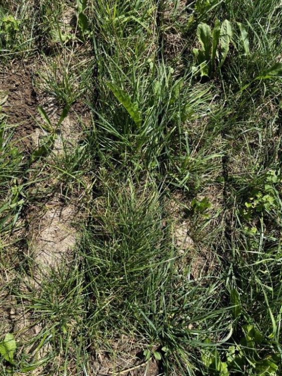 Incision du lisier dans les prairies. Photo : kim